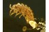 Great Looking ISOPOD WOODLOUSE in BALTIC AMBER 476