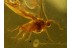 Superb MATSUCOCCIDAE COCCID in BALTIC AMBER 485