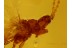 Phlaeothripidae THYSANOPTERA Superb THRIP in BALTIC AMBER 486
