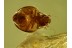 PSOCOPTERA Superb Sphaeropsocidae in BALTIC AMBER 487
