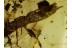 EMBIOPTERA Very rare WEBSPINNER in BALTIC AMBER 477