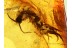 Unique CENTIPEDES in ACTION ! FIGHTING in BALTIC AMBER 479