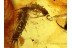 Unique CENTIPEDES in ACTION ! FIGHTING in BALTIC AMBER 479