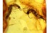 Unique CENTIPEDES in ACTION ! FIGHTING in BALTIC AMBER 479