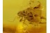 PSOCOPTERA Superb ARCHIPSOCIDAE in BALTIC AMBER 98