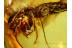 Archaeognatha Giant Great Looking BRISTLETAIL in BALTIC AMBER 91