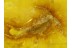 Very Rare DIPLURA Inclusion Genuine BALTIC AMBER 101