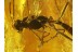 ICHNEUMONAE Superb WASP & More Genuine BALTIC AMBER 107