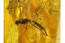 ICHNEUMONAE Superb WASP & More Genuine BALTIC AMBER 107