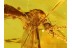Limoniidae Great Looking Large CRANE FLY in BALTIC AMBER 90