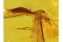 Limoniidae Great Looking Large CRANE FLY in BALTIC AMBER 90