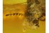 BEETLE with SERRATE ANTENNA & COCCID PUTOIDAE in BALTIC AMBER