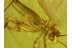 Large Great Looking CRICKET in BALTIC AMBER