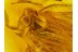 Fulgoroidea PLANTHOPPER Inclusion in Genuine BALTIC AMBER 105