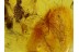 MAMMALIAN HAIR - HARVESTMEN & MITE in BALTIC AMBER 112