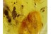 MAMMALIAN HAIR - HARVESTMEN & MITE in BALTIC AMBER 112