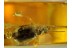 CARABIDAE GROUND BEETLE in Genuine BALTIC AMBER 82
