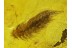 MILLIPEDE w PREY or PARASITIC WORM in BALTIC AMBER 66