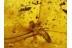 ISOPTERA Spread Wings Large TERMITE Genuine BALTIC AMBER 109