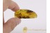 ISOPTERA Spread Wings Large TERMITE Genuine BALTIC AMBER 109