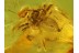 MAYFLY Ephemeroptera & SALTICID Jumping SPIDER in BALTIC AMBER