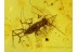 SCUTIGERIDAE HOUSE CENTIPEDE in BALTIC AMBER 108