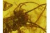 SCUTIGERIDAE HOUSE CENTIPEDE in BALTIC AMBER 108