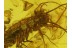 SCUTIGERIDAE HOUSE CENTIPEDE in BALTIC AMBER 108