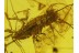 SCUTIGERIDAE HOUSE CENTIPEDE in BALTIC AMBER 108