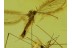 ELEPHANTOMYIA Crane Fly & CHIRONOMID in BALTIC AMBER 74