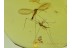 ELEPHANTOMYIA Crane Fly & CHIRONOMID in BALTIC AMBER 74
