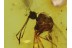 TRUE MOSQUITO Culicidae CULEX in BALTIC AMBER