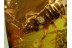 DERMAPTERA Superb EARWIG in Genuine BALTIC AMBER 67