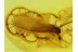 ISOPTERA Great WINGED TERMITE in BALTIC AMBER  75