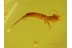 Archaeognatha Well Preserved BRISTLETAIL in BALTIC AMBER 94