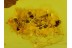 CASE w LARVA & SUPERB ANTS SWARM in BALTIC AMBER 68