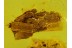 CASE w LARVA & SUPERB ANTS SWARM in BALTIC AMBER 68