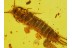 ZYGENTOMA 3 SILVERFISHES & Stone CENTIPEDE in BALTIC AMBER 102