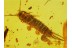 ZYGENTOMA 3 SILVERFISHES & Stone CENTIPEDE in BALTIC AMBER 102