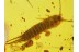 ZYGENTOMA 3 SILVERFISHES & Stone CENTIPEDE in BALTIC AMBER 102