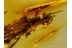 Plecoptera STONEFLY Inclusion in Genuine BALTIC AMBER 78