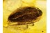BLATTODEA Great COCKROACH Inclusion in BALTIC AMBER 79