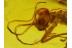 PHASMATODEA GIANT 13mm WALKING STICK in BALTIC AMBER 70