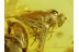 Great SPIDER w FLY & PLANTHOPPER in BALTIC AMBER 69
