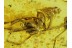 Great SPIDER w FLY & PLANTHOPPER in BALTIC AMBER 69