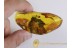 Great Spread Wings MAYFLY Ephemeroptera in BALTIC AMBER 28 gram