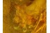 CADDISFLY Trichoptera LAYING EGGS in Genuine BALTIC AMBER
