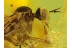 2 Superb looking EMPIDID FLIES in BALTIC AMBER