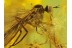 2 Superb looking EMPIDID FLIES in BALTIC AMBER