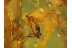 2 Superb looking EMPIDID FLIES in BALTIC AMBER